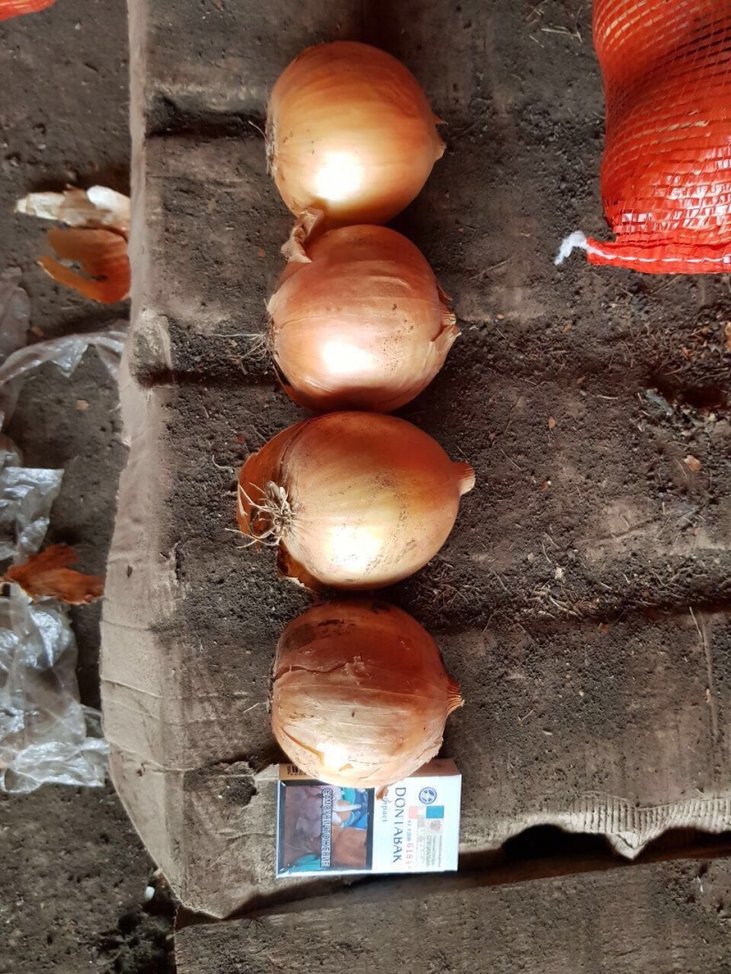 Лук репчатый продам оптом