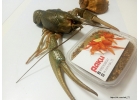 Живые раки, крабы морепродукты в Тюмени