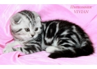 Шотландские вислоухие котята из питомника..