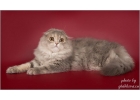 Шотландские котята на праздник