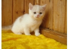 Лушие шотландские котята из питомника