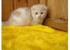 Безупречные котята шотландской породы