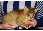 Продам котят камышового кота. 8-987-956-06-80