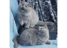 Голубые длинношерстные британские котята.