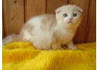Замечательные шотландские котята