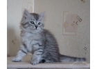 Сибирские котята серебряных окрасов