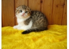 Шотландские котята для счастливых домов