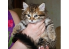 Породистый Сибирский котенок Красноярск
