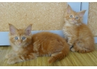 Рыжие котята мейн кун