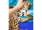 азиатские леопардовые кошки