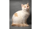 Шотландские котята в разноцветных шубках