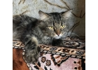 Красавец котик Манул ищет дом