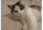 Ласковый котенок Филя в любящую семью