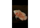 Астронотус тигр. Альбинос Astronotus ocellatus