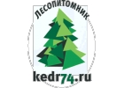 Кедр Сибирский г. Миасс