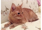 Котик-подросток Нолик, нежный, ласковый, трогательный мальчик в добрые руки