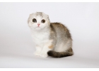 Шотландские котята в шлковых шубках
