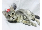 Котнок Маня в ожидании чуда