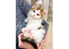 Обалденный трехцветный котенок Ириска в добрые руки