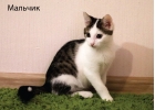 Очаровательный котнок Вася в дар